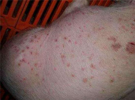 疥癣病传染快,取湿疹则个别猪患病.