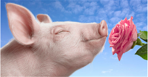 猪价底部下挫，市场生猪产能持续释放，临近国庆市场又有哪些变化