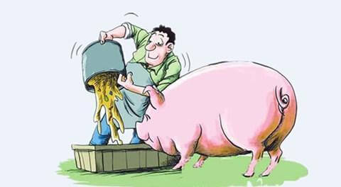 10月猪市“3个变化”！重塑生猪供需新平衡，猪价将走向何方？