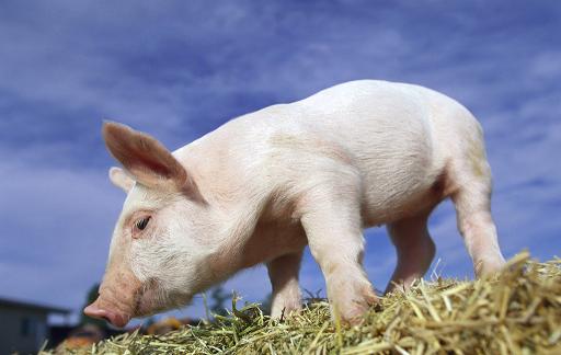 生猪养殖进入“暗黑期”，市场生猪出栏放量，国内猪价大踏步下跌