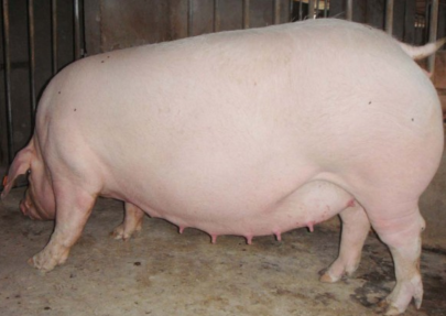 夏季高温高湿，严防“三毒”对母猪的危害