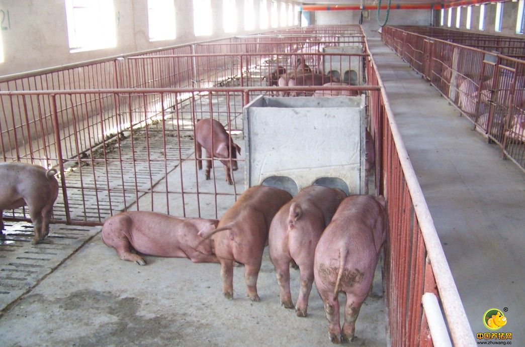 云南种猪养殖基地图片