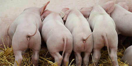 五部门发布生猪产品数据：10月末能繁母猪存栏4379万头，处于黄色区域！