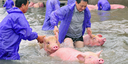评论：洪水来了该不该救6000头猪？