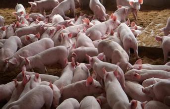 养猪需防猪矿物质营养缺乏，注意防止猪矿物质营养缺乏