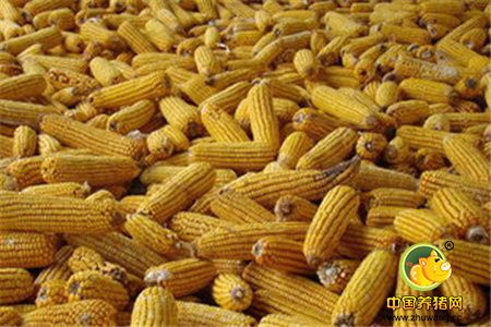 7月国内玉米市场价格整体偏稳为主