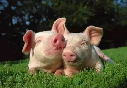 夏季：稳定种猪繁殖效率的举措