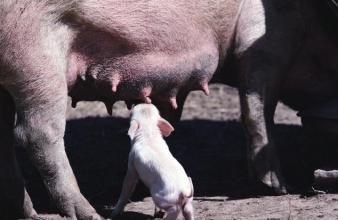 新闻点评：猪被淹放生会触犯法规？