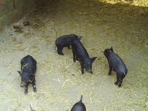 猪病防控不能一刀切 夏季猪病的防控措施有哪些？