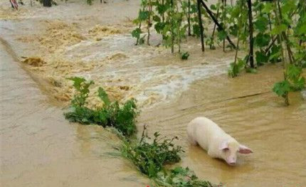 今年洪涝灾害特别严重 猪价的顶点还是难以确定