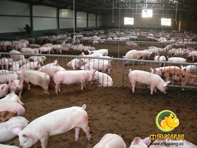 生猪存栏数量仍紧张 9月猪价还有可能大幅反弹