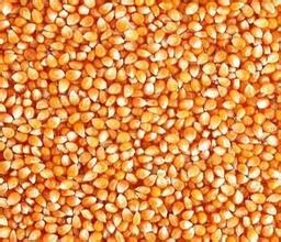 每年可生产两亿吨玉米 为何还要进口？