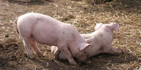 市场“屠杀”又开始了，猪价与饲料价格同步下行？