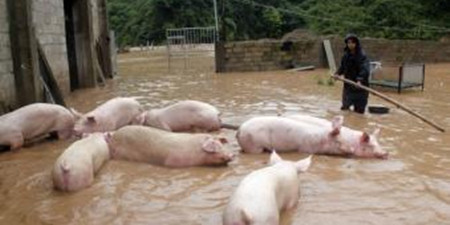  目前全国有1192县受灾 散户养猪场受灾严重！