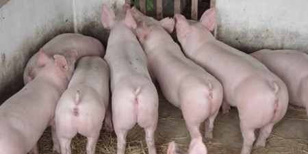 分析：9月份猪价高位上涨的概率依然很大