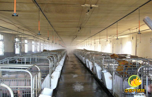 生猪养殖场防暑降温方法