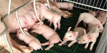 猪价延续震荡窄幅波动的走势 养殖户需适时出栏