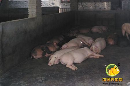 湖北省畜牧兽医局提醒：洪灾过后，死鸡死猪别乱扔