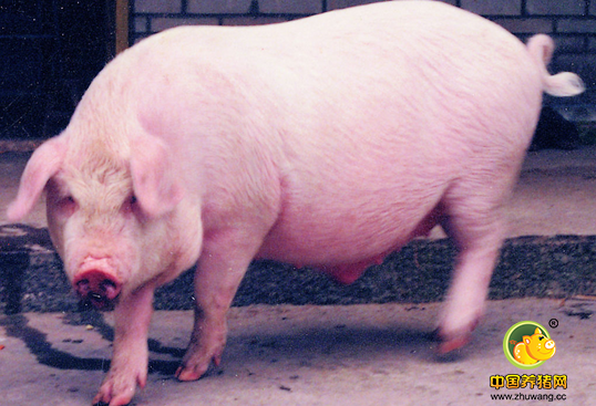 20条关于饲养母猪很实用的知识