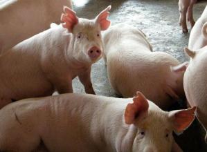 理性分析7月份生猪市场的涨跌走势