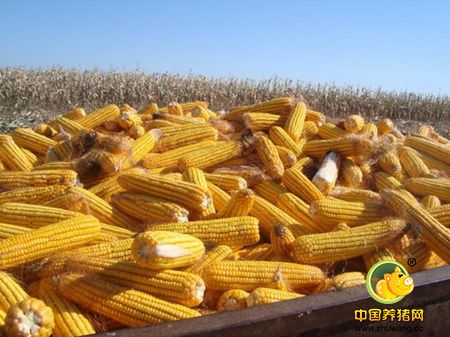 为何近日蓆茓囤存储玉米成交率仅1.7%