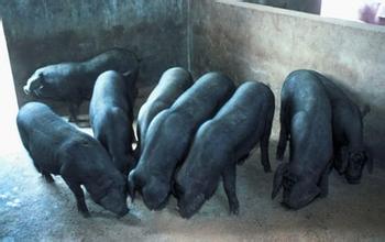 农民朋友如何喂养大河乌猪种母猪
