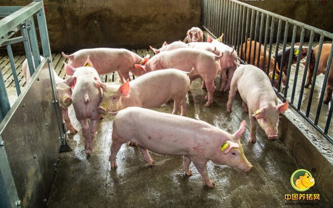 高温季养猪场防暑降温设施不可或缺