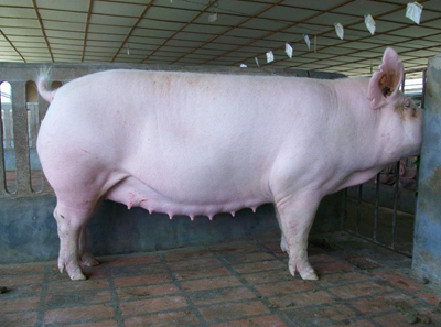 母猪存栏持续筑底 周期长度或超预期