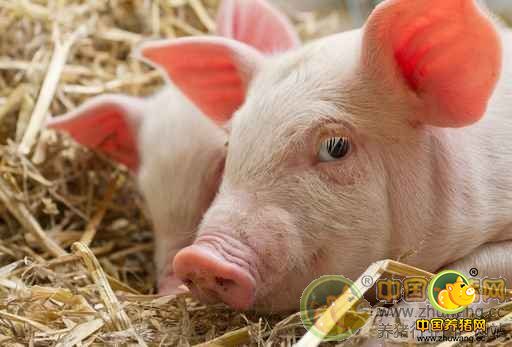 上半年猪价的大涨暴跌需要引起养殖户足够的警惕