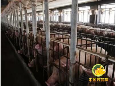 产房母猪管理：只有健康的母猪才能更高产！