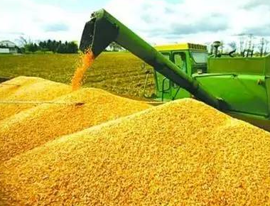 8月以后临储玉米拍卖成交率将下降