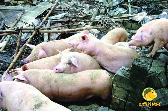 今明两年仍将是禁养区内猪场集中拆迁的时期