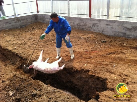 安徽农委开展死亡动物无害化处理专项督导