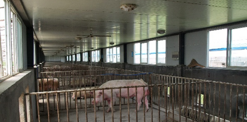 高效化猪场管理之生物安全