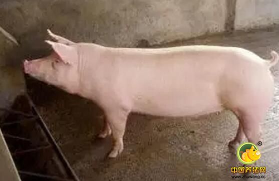 如何做好瘦肉型后备种母猪选购？