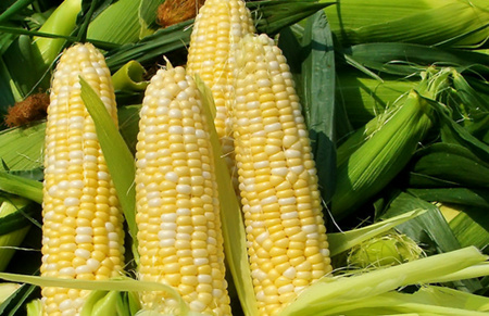 玉米——隐藏的惊天大阴谋