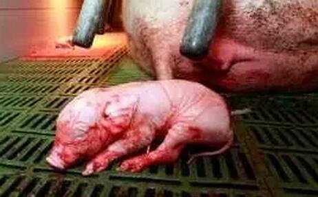 猪养殖过程中，最关键阶段的“三天”！