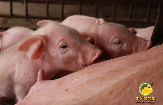 剖析母猪生产管理过程的要点、难点