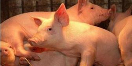 业内：预计8月之前猪价仍将维持稳中震荡