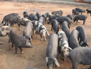强降雨拖慢生猪养殖复苏进度 养猪成本仍偏高