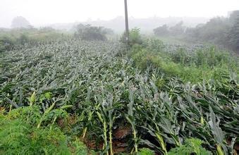 农业部预计：今年玉米面积调减超3000万亩