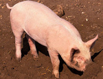 7-8月生猪将呈现紧张态势 猪价或将布局新一轮上涨