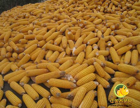粮仓爆满 黑龙江千亿斤玉米等粮食库存面临消化难题