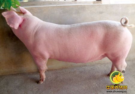 后备母猪与经产母猪性周期同步化的方法