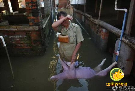心碎！千头生猪被洪水冲走大半 养殖户抱着小猪痛哭