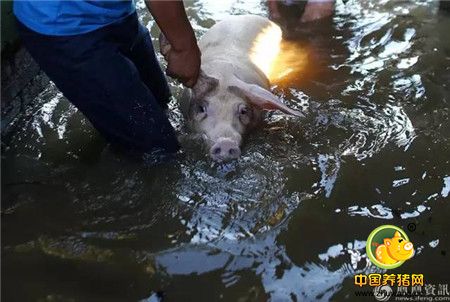心碎！千头生猪被洪水冲走大半 养殖户抱着小猪痛哭