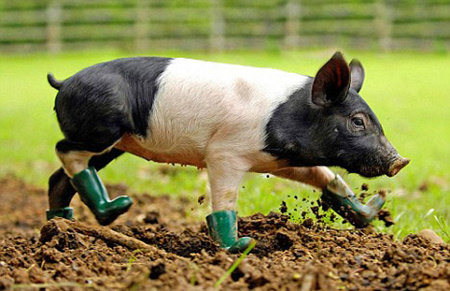 有机酸如何替代抗生素改善猪生长性能？