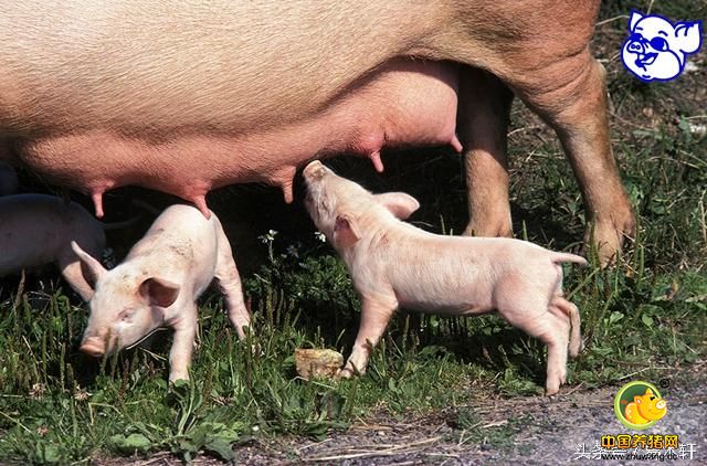 养猪问答：母猪产后奶水不足怎么办？