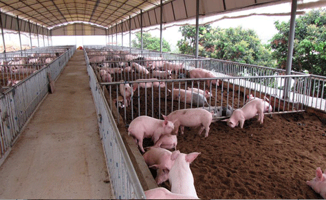 猪场建绿化隔离带的重要性
