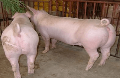如何科学饲养后备母猪？
